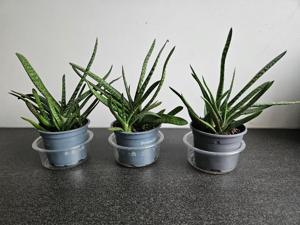 2x gasteria middel, pot 10 cm, Ophalen, Vetplant, Halfschaduw, Minder dan 100 cm