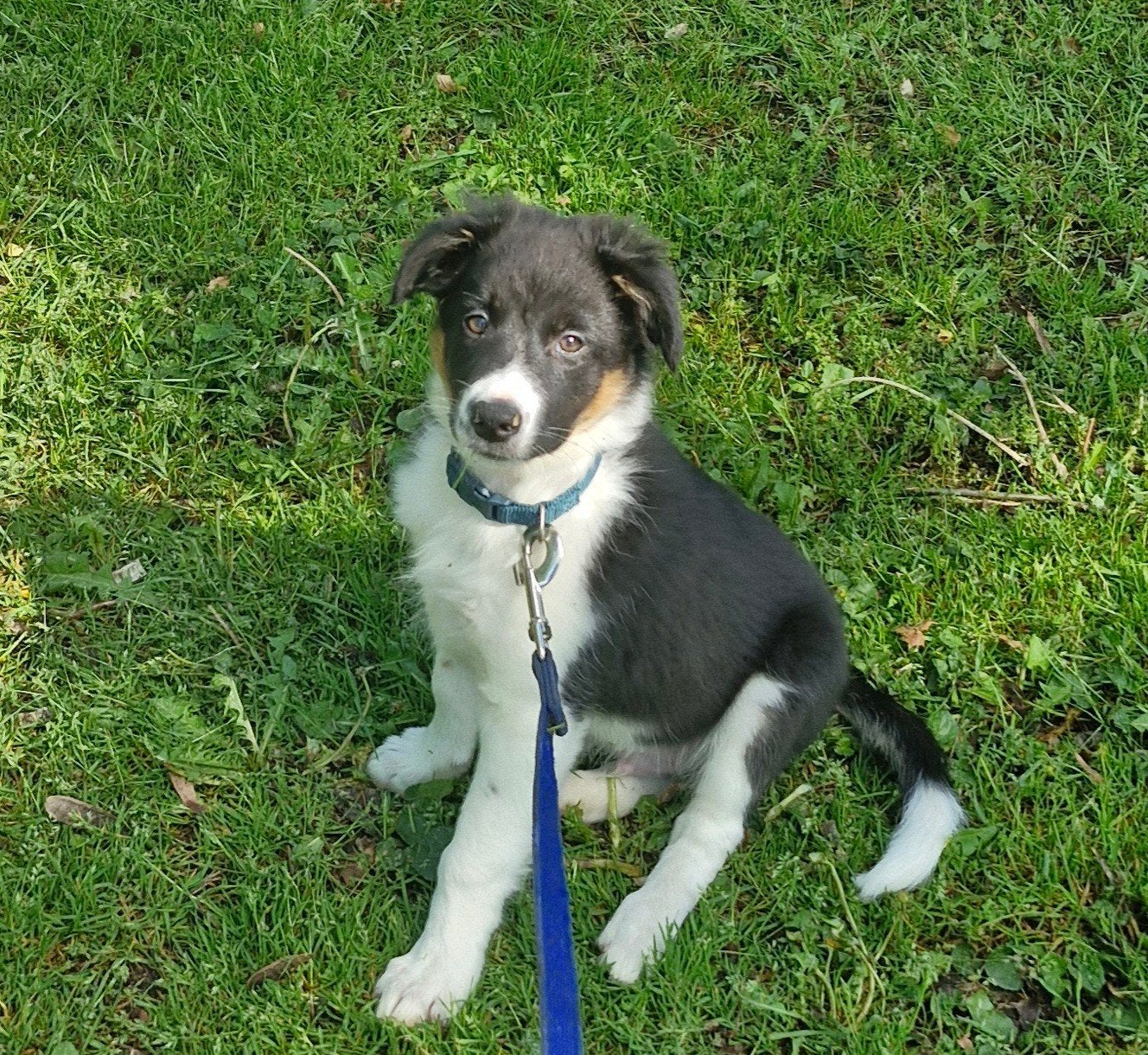 Border collie pup ter herplaatsing, Dieren en Toebehoren, 15 weken tot 1 jaar, Reu, Collie, Eén hond