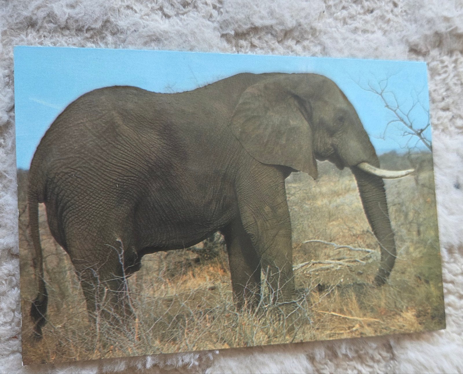 Olifant in de natuur, Verzenden, 1980 tot heden, Ongelopen, Wild dier