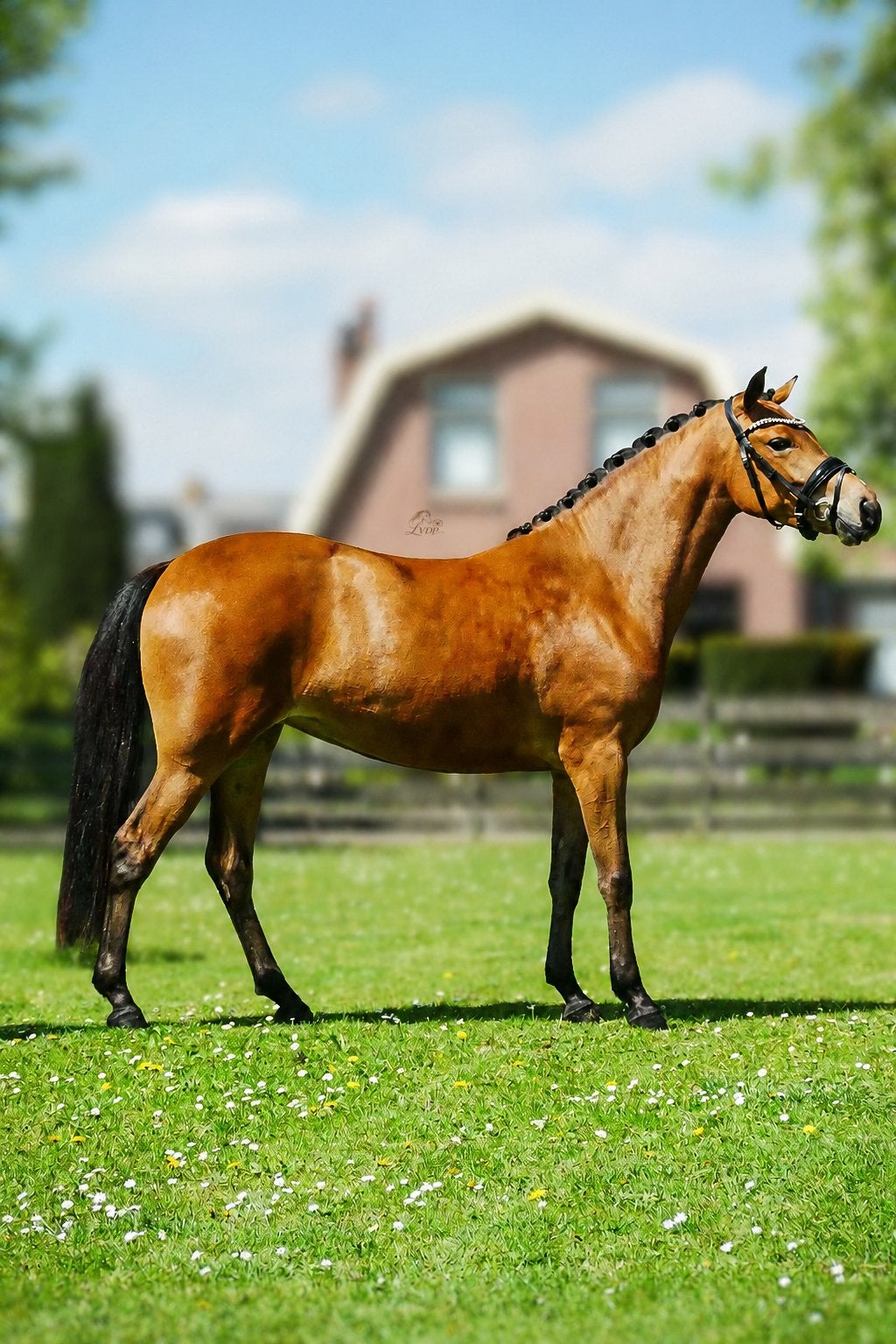 3.5 jarige zadelmakke brave New Forest merrie met kwaliteit, Dieren en Toebehoren, Pony's, Merrie, Dressuurpony, Gechipt, Zadelmak