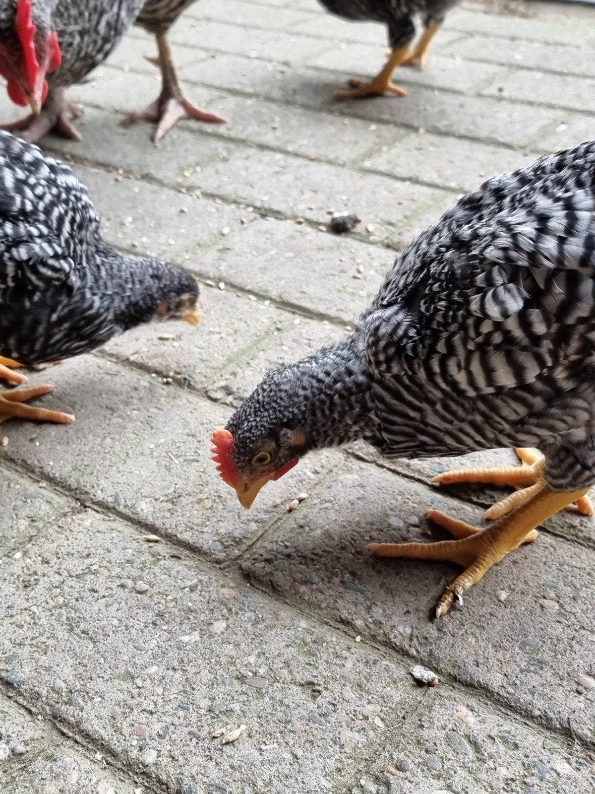 3 Mooie Amrock haantjes, Ophalen, Nieuw