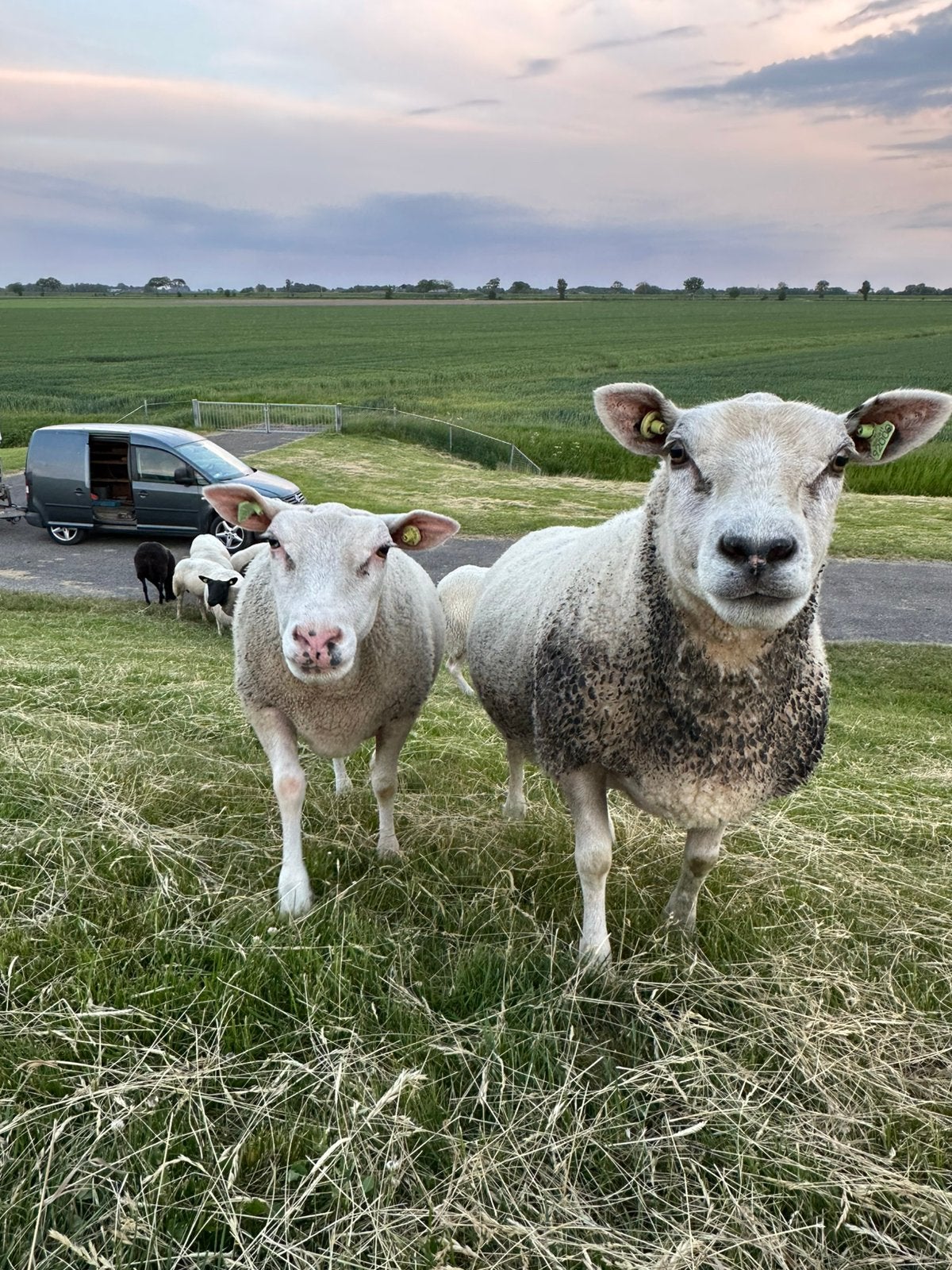 Divers koppel schapen, Dieren en Toebehoren, Schapen, Geiten en Varkens, Schaap, Vrouwelijk