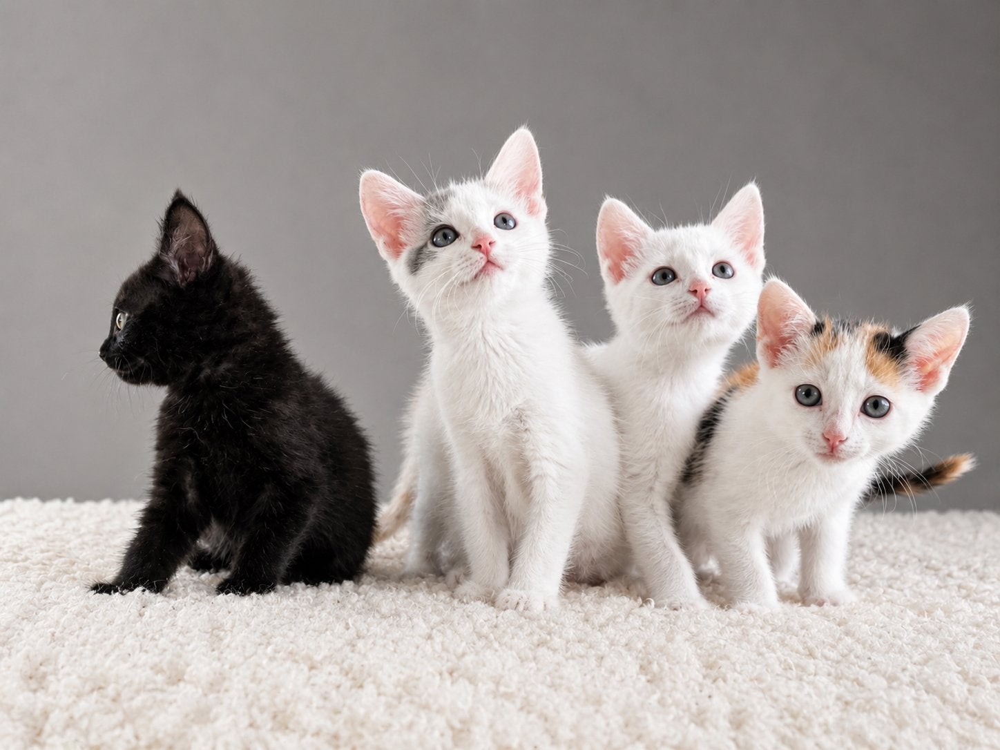 Kittens zoeken lief baasje, Meerdere dieren