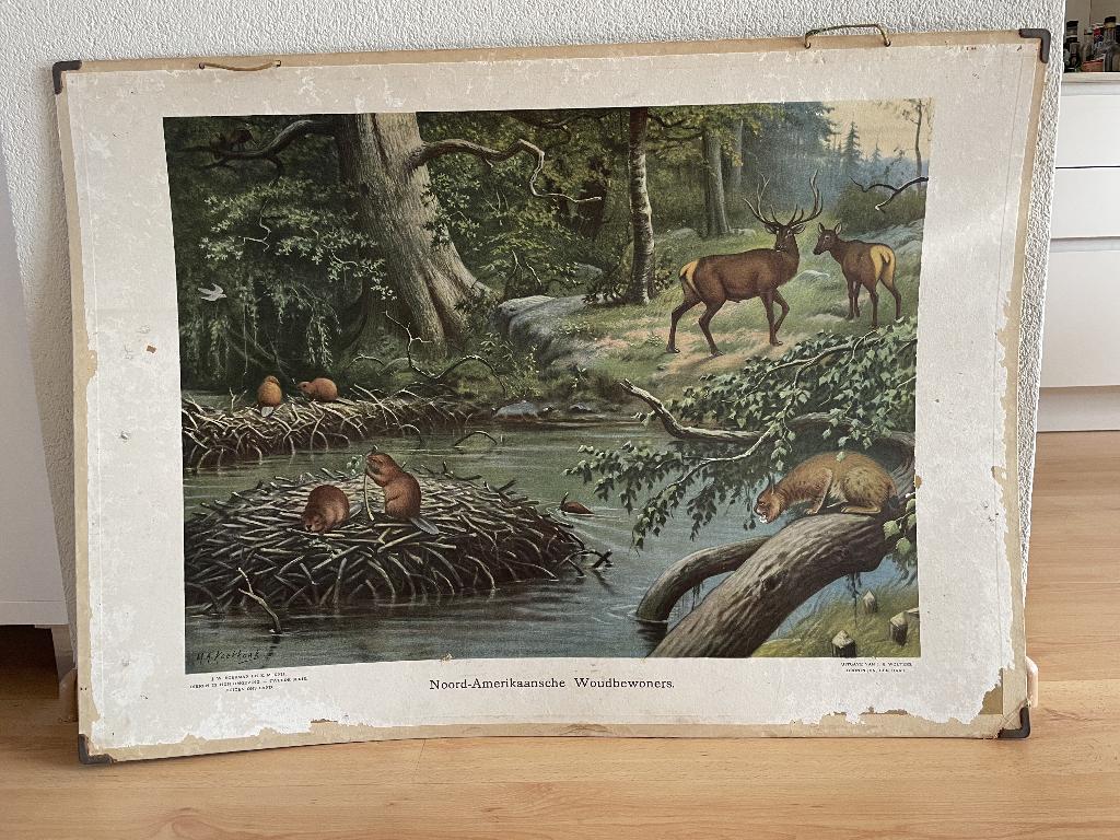 oude schoolplaten, Antiek en Kunst, Antiek | Schoolplaten, Natuur en Biologie, Ophalen