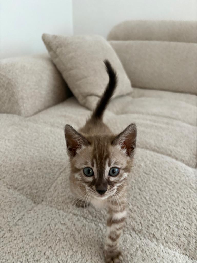 snow mink bengaal kitten!, Dieren en Toebehoren, Katten en Kittens | Raskatten | Korthaar, Poes
