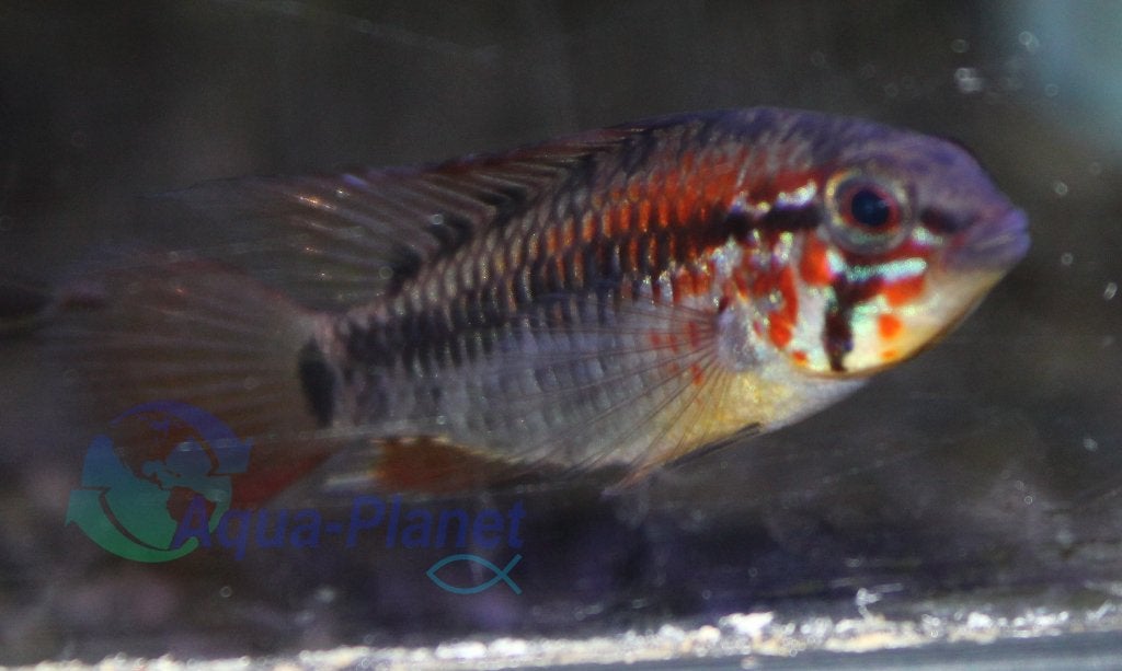 Apistogramma macmasteri, Vis, Zoetwatervis