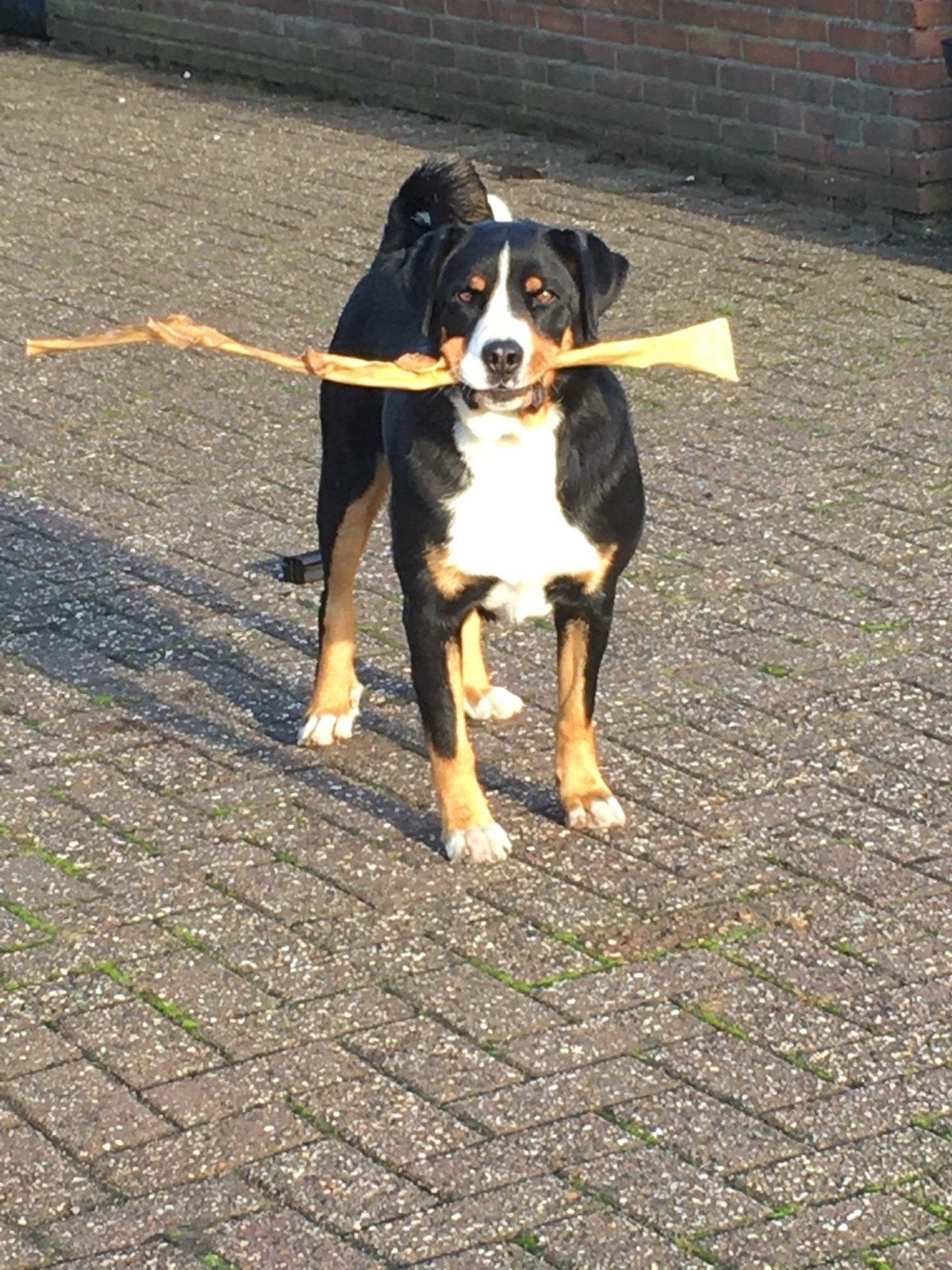 appenzeller sennenhond, reu, Reu, Eén hond, 3 tot 5 jaar, Nederland