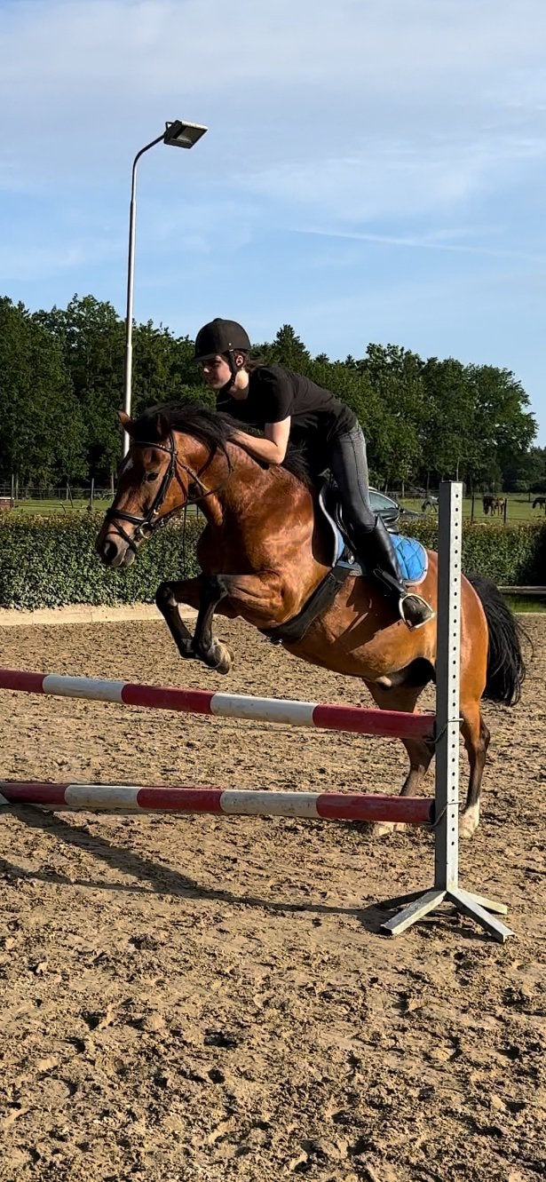 Fijne New Forest Allrounder incl. 2 Prestige zadels D-pony, Dieren en Toebehoren, Met stamboom, Ruin, L, 11 jaar of ouder