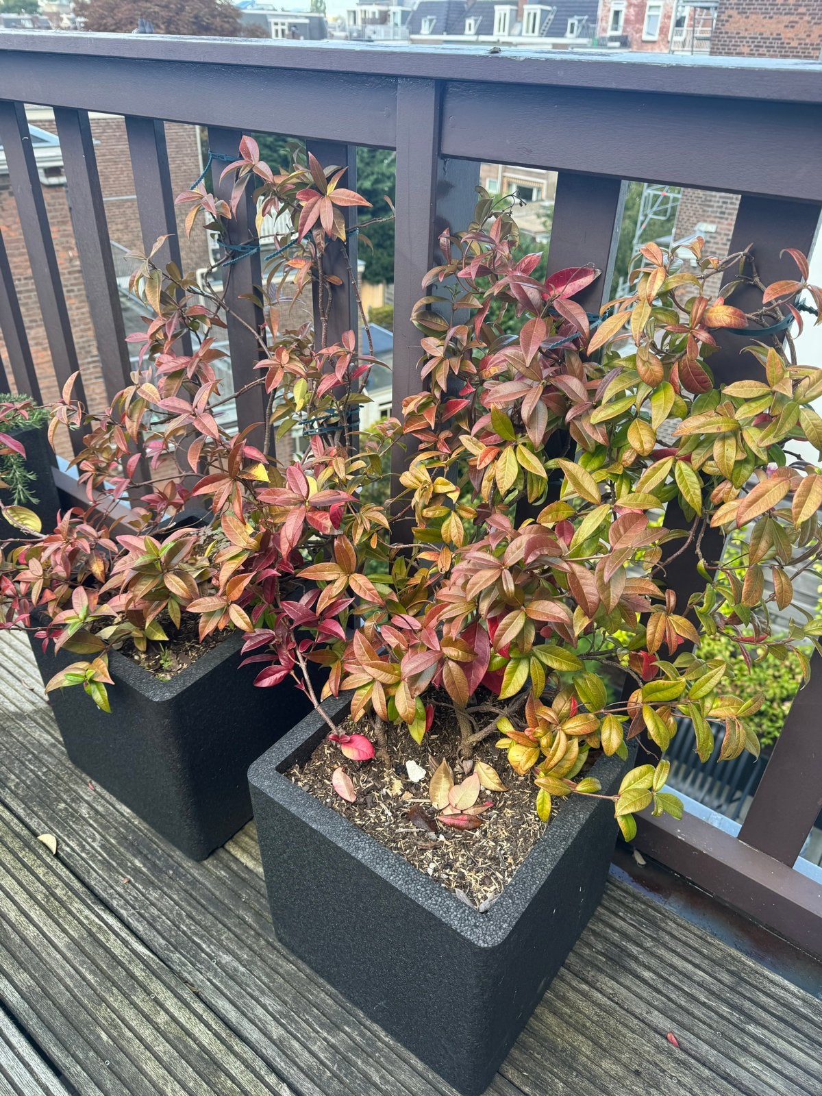 Toscaanse Jasmijn (Trachelospermum jasminoides) in potten, Ophalen, Volle zon, Vaste plant, Klimplanten