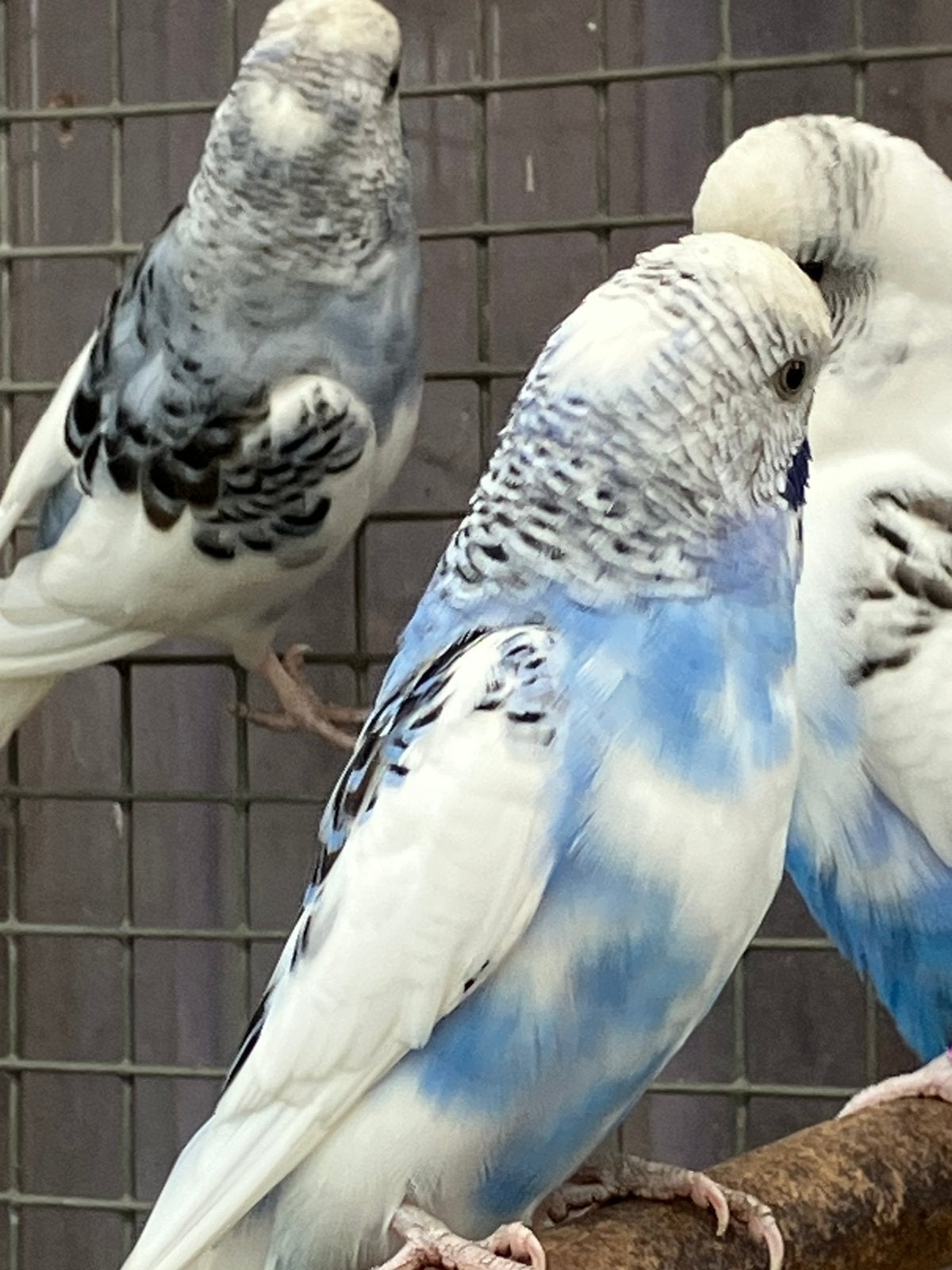 2 mannetjes parkieten te koop of ruilen tegen 2 poppen, Mannelijk, Parkiet