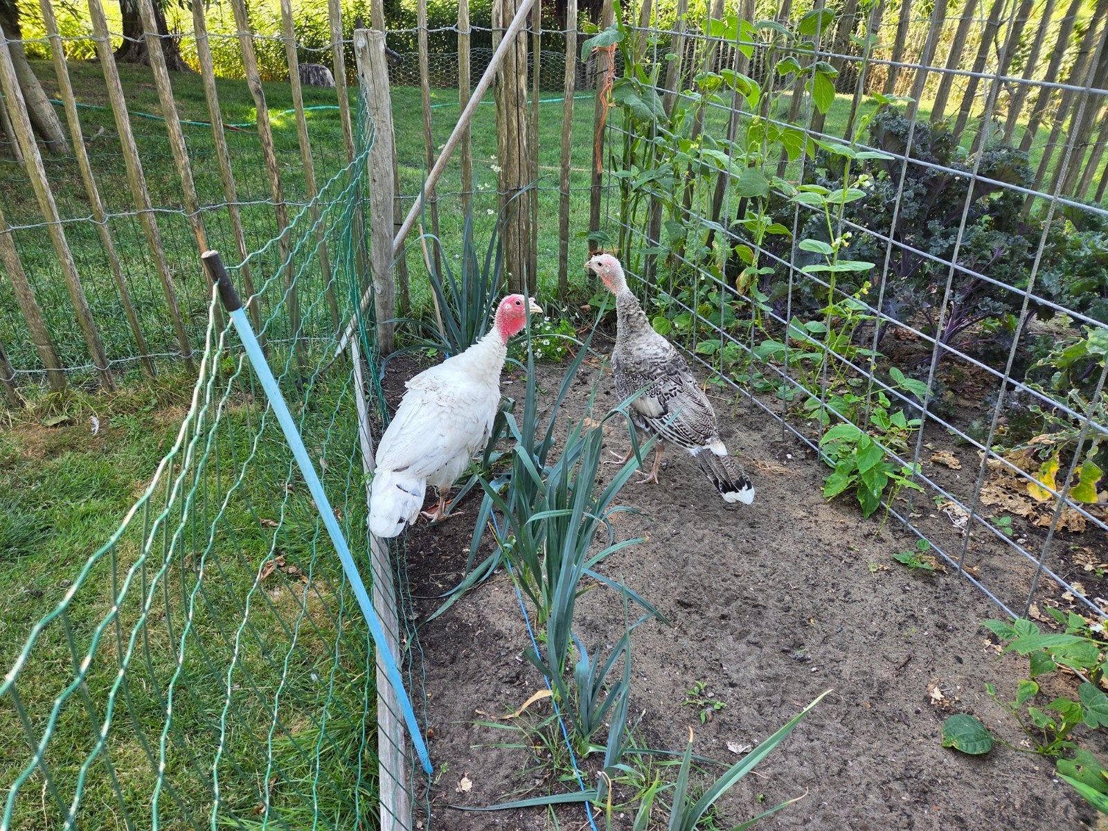 kalkoen haan en hen, Dieren en Toebehoren, Pluimvee, Meerdere dieren, Kalkoen