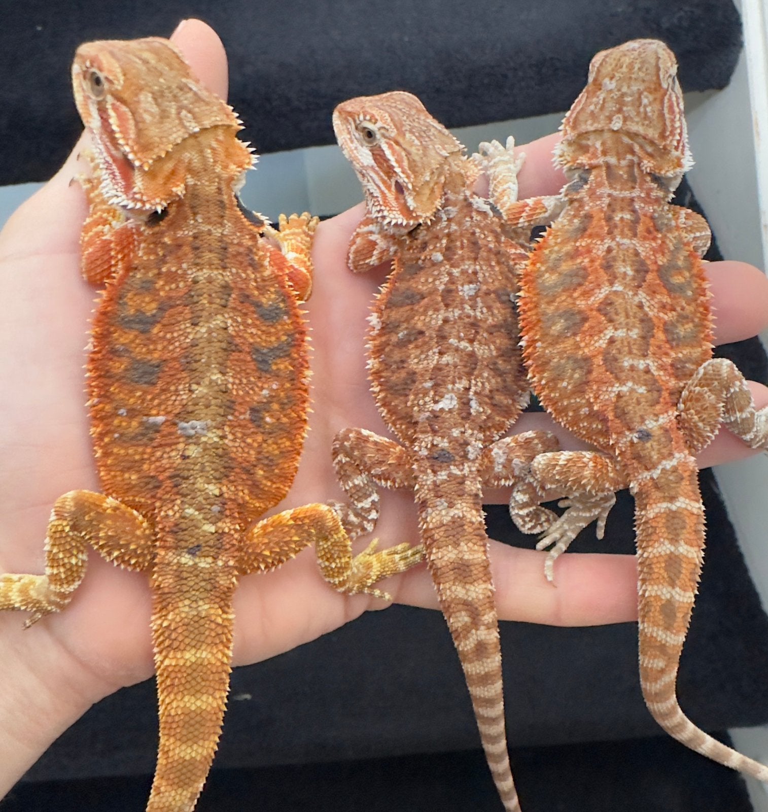3 jonge baardagamen, Dieren en Toebehoren, Hagedis, 0 tot 2 jaar