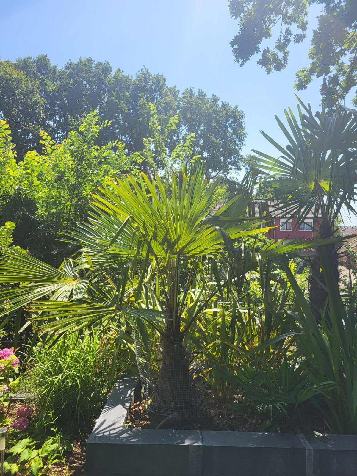 Trachycarpus Fortunei Palmzaden - Winterhard, Tuin en Terras, Ophalen, Gehele jaar, Volle zon, Zaad