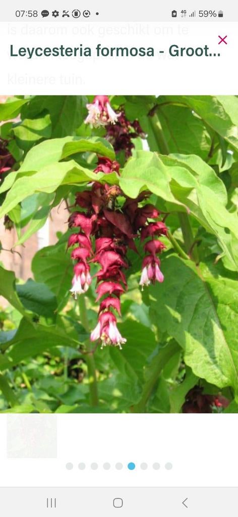 Leycesteria formosa grootmoeders oorbellen, Ophalen, Overige soorten