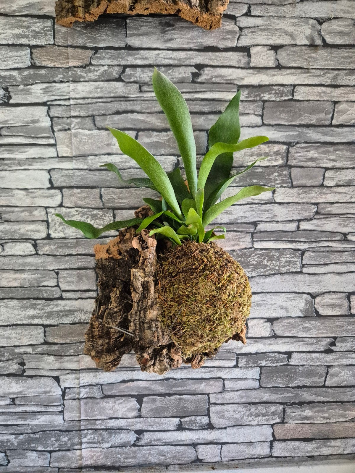 Hertshoorn op kurk, Overige soorten, Minder dan 100 cm, Groene kamerplant, Halfschaduw