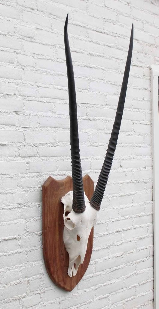 Grote SPIESBOK / ORYX op houten schild - ref. E (gewei)