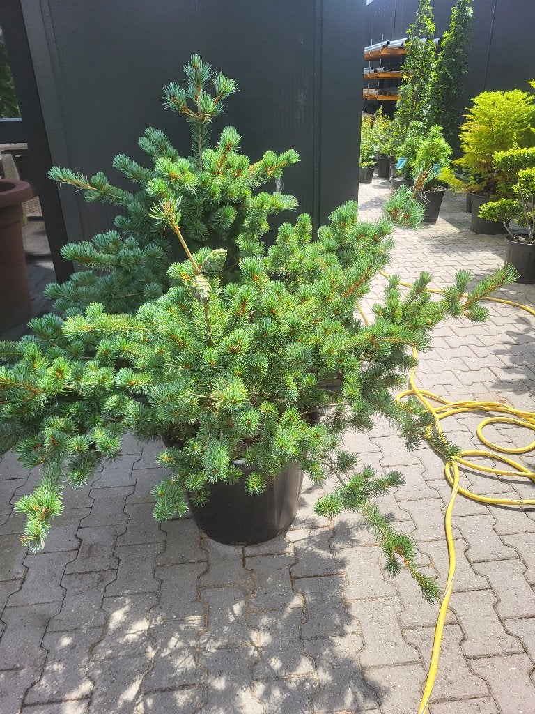 Pinus parv.Negishi maat 110/135 cm, Tuin en Terras, Planten | Bomen, Bloeit niet, Halfschaduw, Overige soorten, 100 tot 250 cm