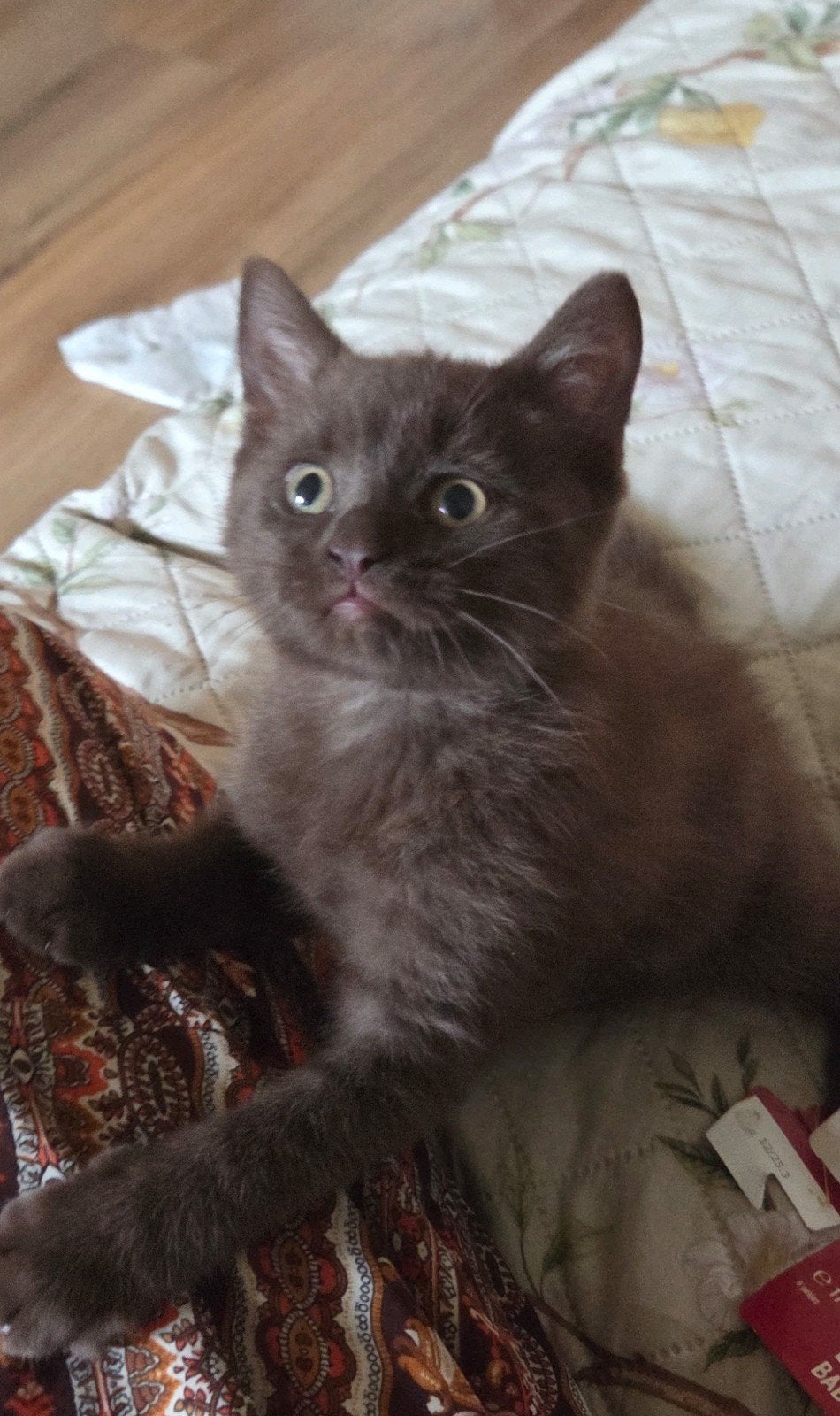 Britse korthaar chocolate kitten lekker knuffelig, Kater, Ontwormd