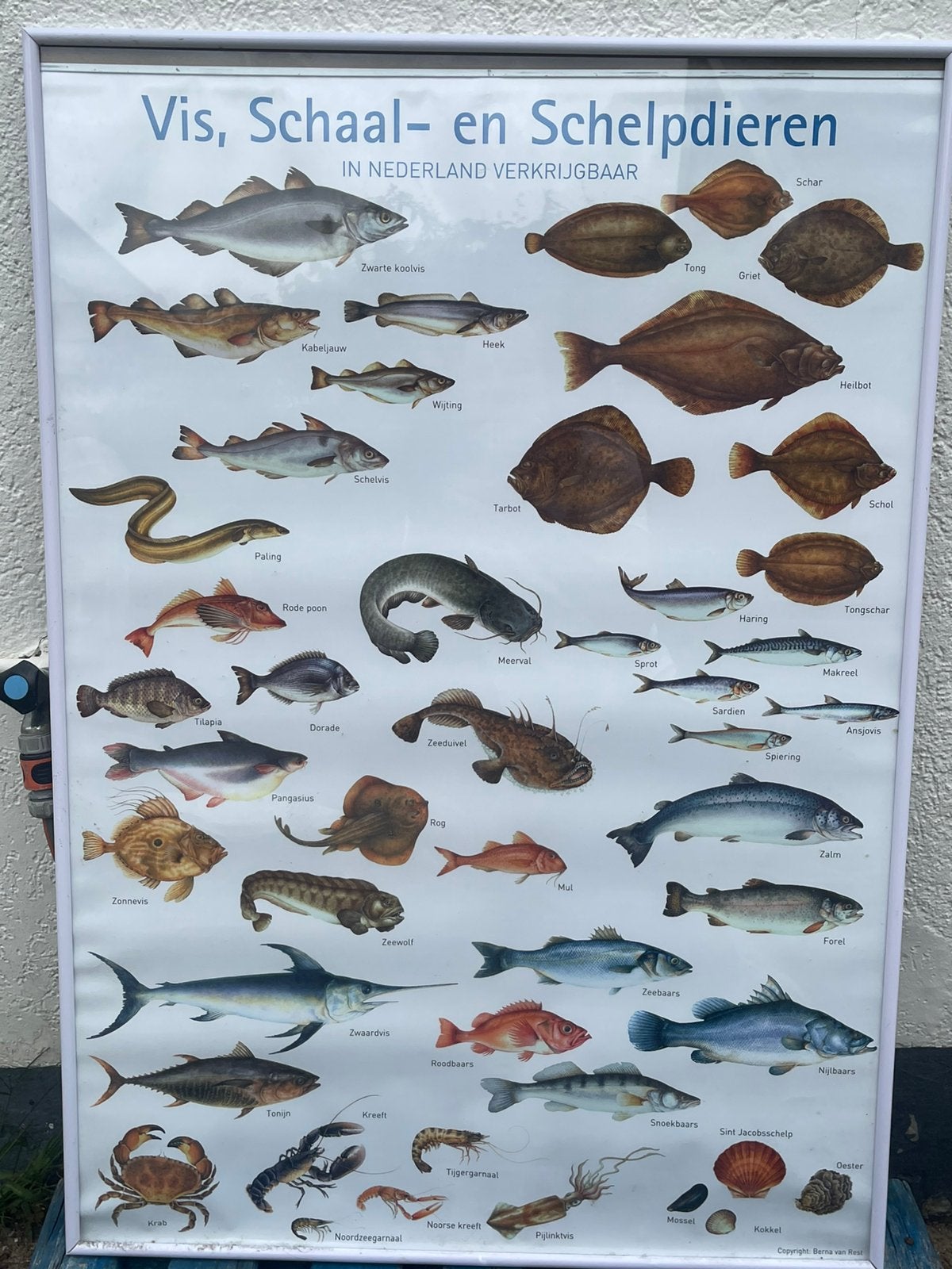 partij maritieme decoratie & schelpen – visrestaurant, Ophalen
