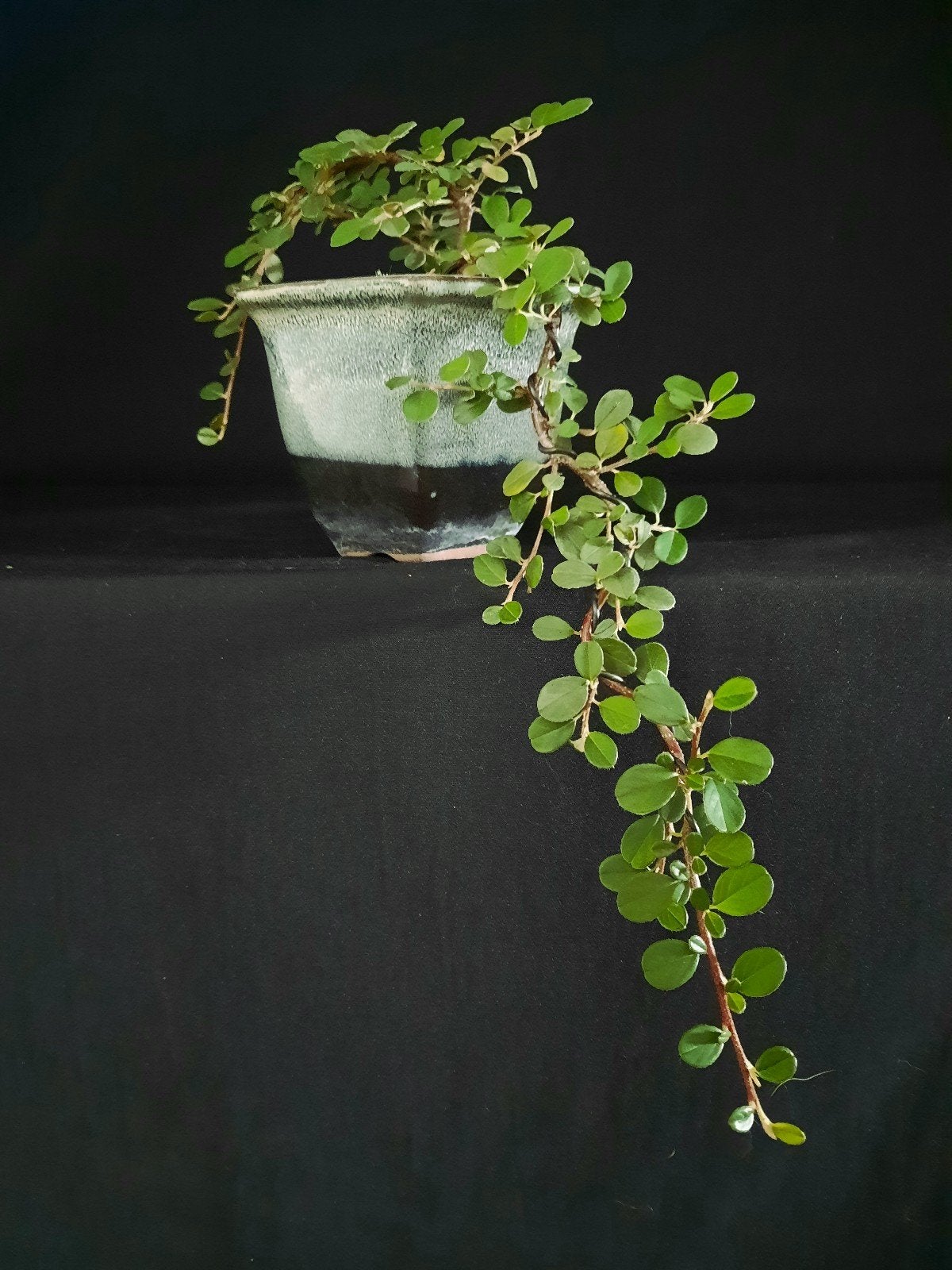 bonsai Cotoneaster Dammeri  cascade, Tuin en Terras, Ophalen of Verzenden