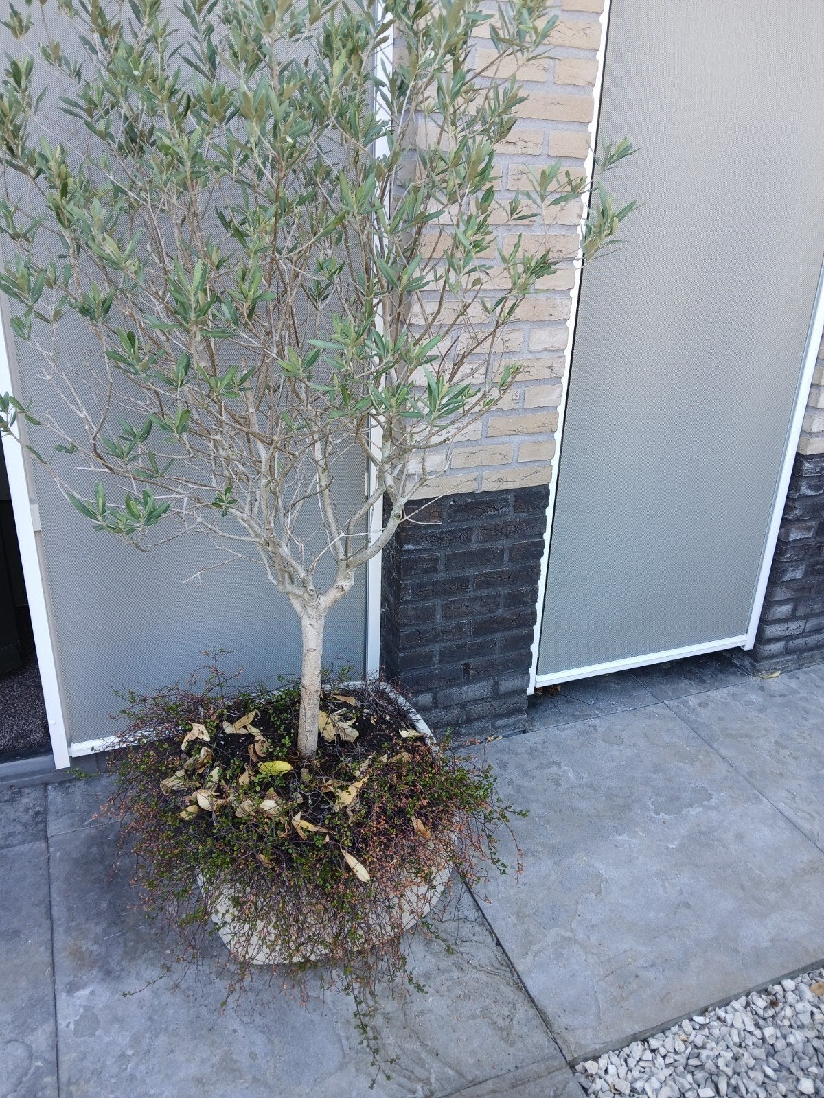 olijfboom in pot, Bloeit niet, 100 tot 250 cm, Olijfboom, Ophalen