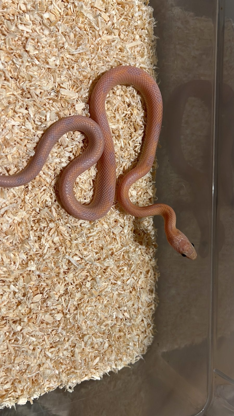 Rattenslangen 2025 Rat Snake - unknown for sale from Brouwer