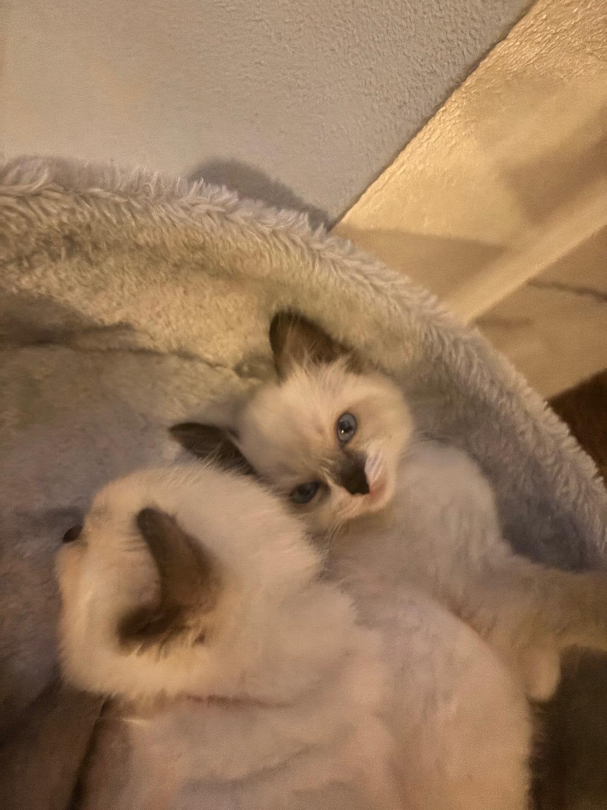 100 procent ragdoll, Dieren en Toebehoren, Meerdere dieren