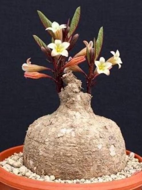 Caudex Adenia Goetzei herkomst Zambia. Potmaat 15 cm, Overige soorten, Ophalen of Verzenden, In pot, Minder dan 100 cm