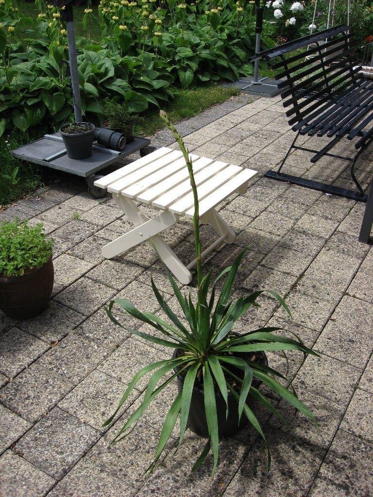 Grote bloeiende Yucca Filamentosa in pot winterhard, Vaste plant, Halfschaduw, Zomer, Ophalen