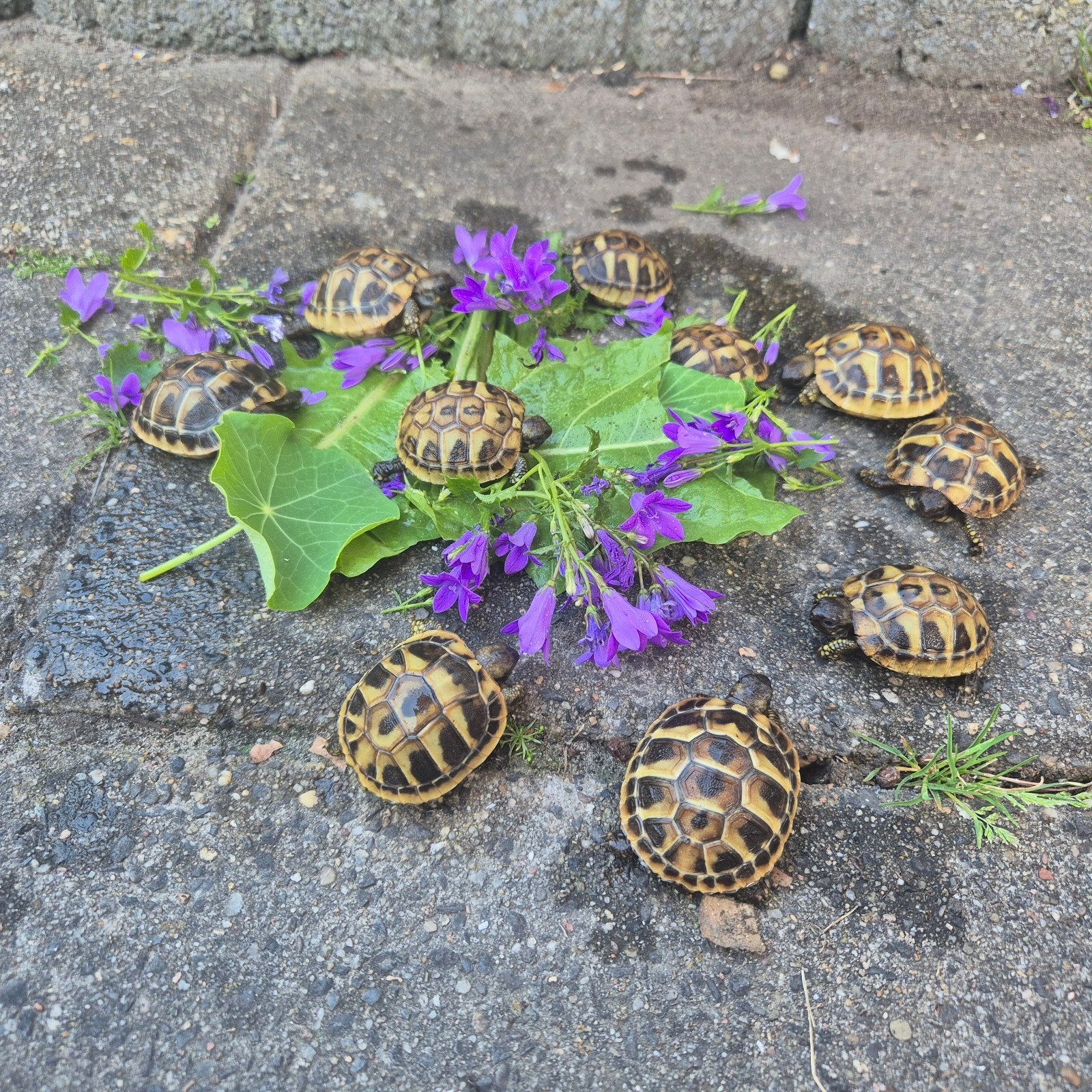 Griekse landschildpad (Testudo Hermanni Boettgeri) Tortoise - unknown for sale from K.Mulder