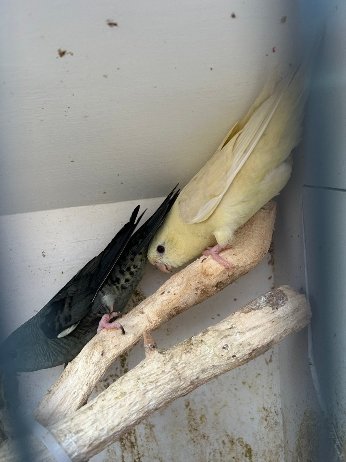 Koppel Catharina parkiet, Meerdere dieren, Parkiet