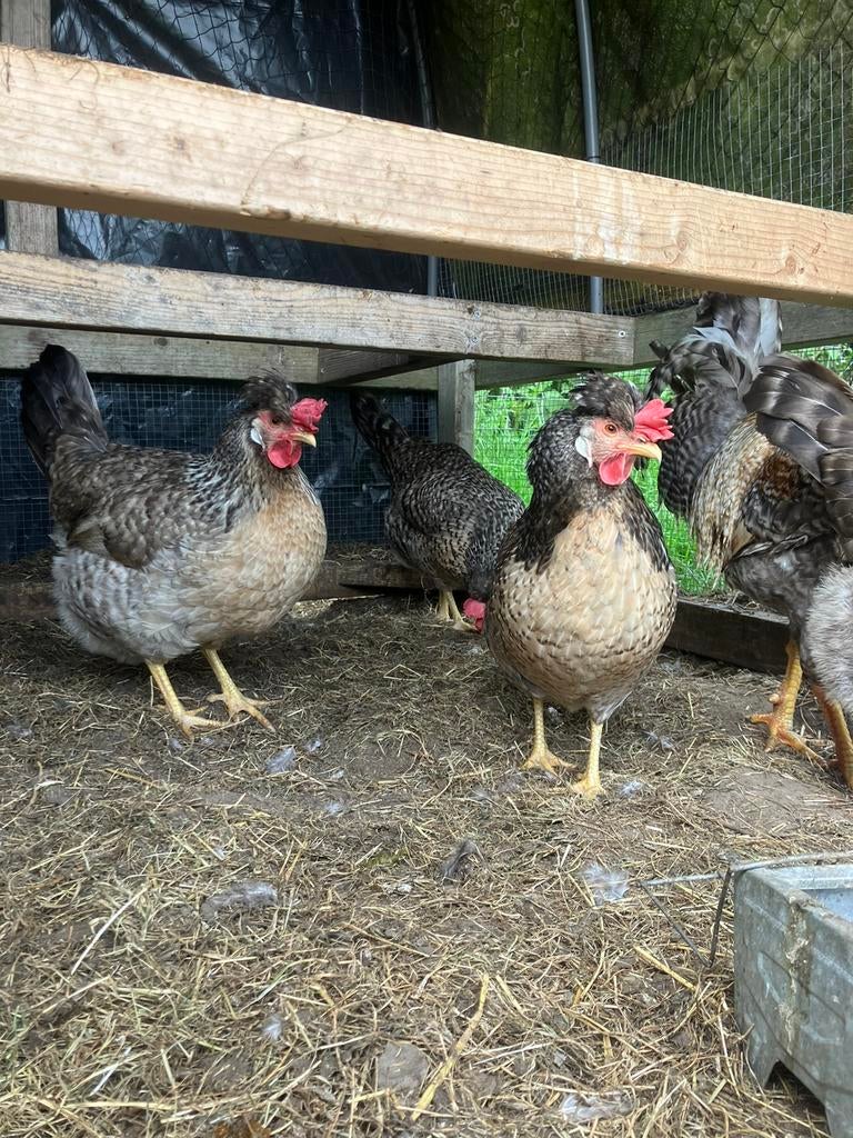 Cream legbar broedeieren, Dieren en Toebehoren, Geslacht onbekend, Kip