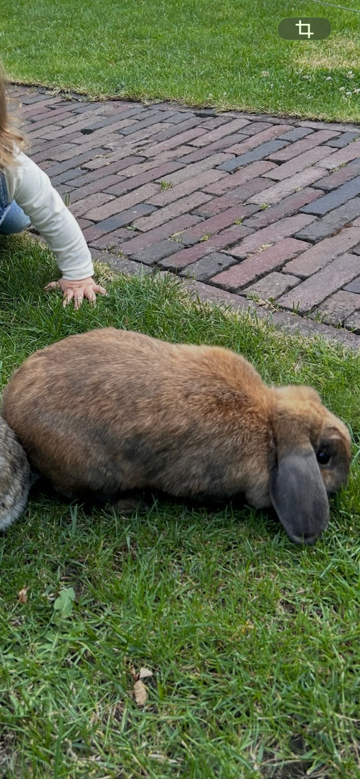 Nieuw huisje gezocht. Zie omschrijving, Vrouwelijk, Klein, Hangoor, 3 tot 5 jaar