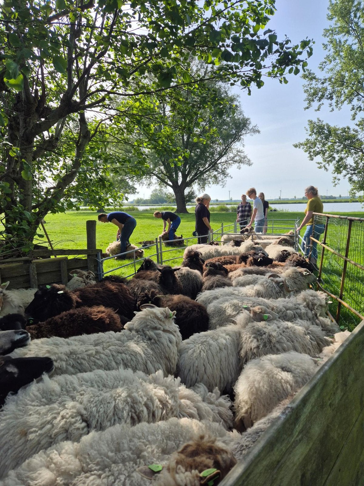 Schapen vachten, Ophalen of Verzenden, Spinwol