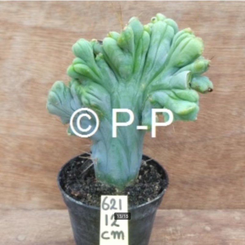 Supermonster Cactussen - San Pedro Cactus vormen., Huis en Inrichting, Kamerplanten, Verzenden, Minder dan 100 cm, In pot, Cactus