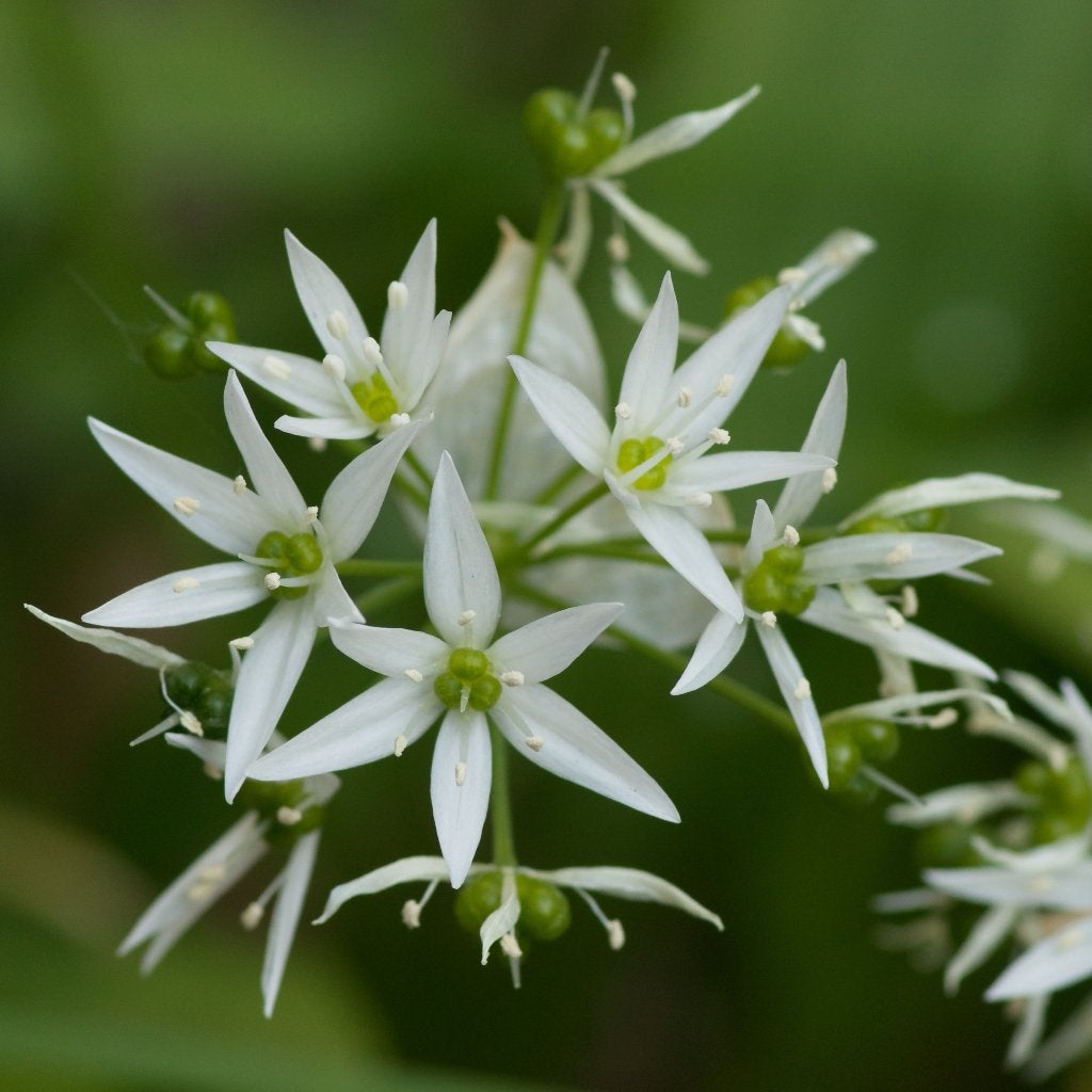 Zaden daslook (Allium ursinum) - inheems, Ophalen of Verzenden, Najaar, Volle zon, Zaad