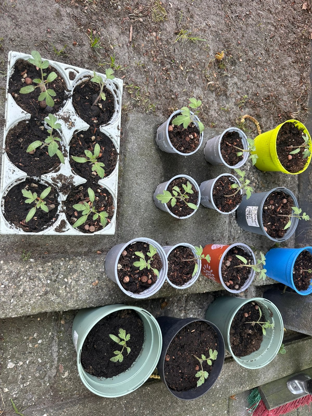 VleesTomaten (GRATIS) ophalen, Tuin en Terras, Kweekspullen, Ophalen, Nieuw
