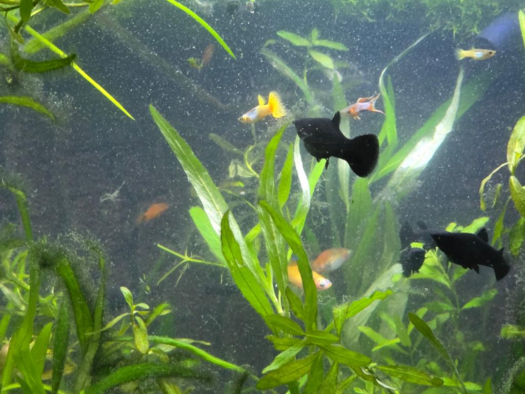 Black mollies te koop, Dieren en Toebehoren, Vissen | Aquariumvissen, Vis, Schoolvis