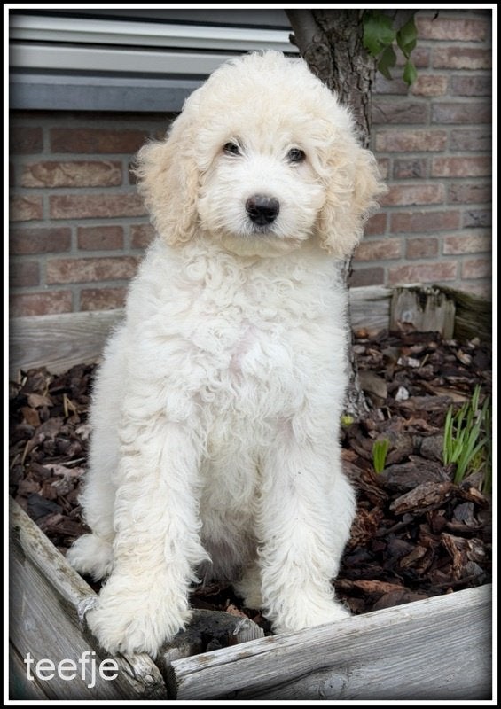 Labradoodle pups. +/- 45 cm, Dieren en Toebehoren, Honden | Retrievers, Spaniëls en Waterhonden, Nederland, Parvo, Overige rassen
