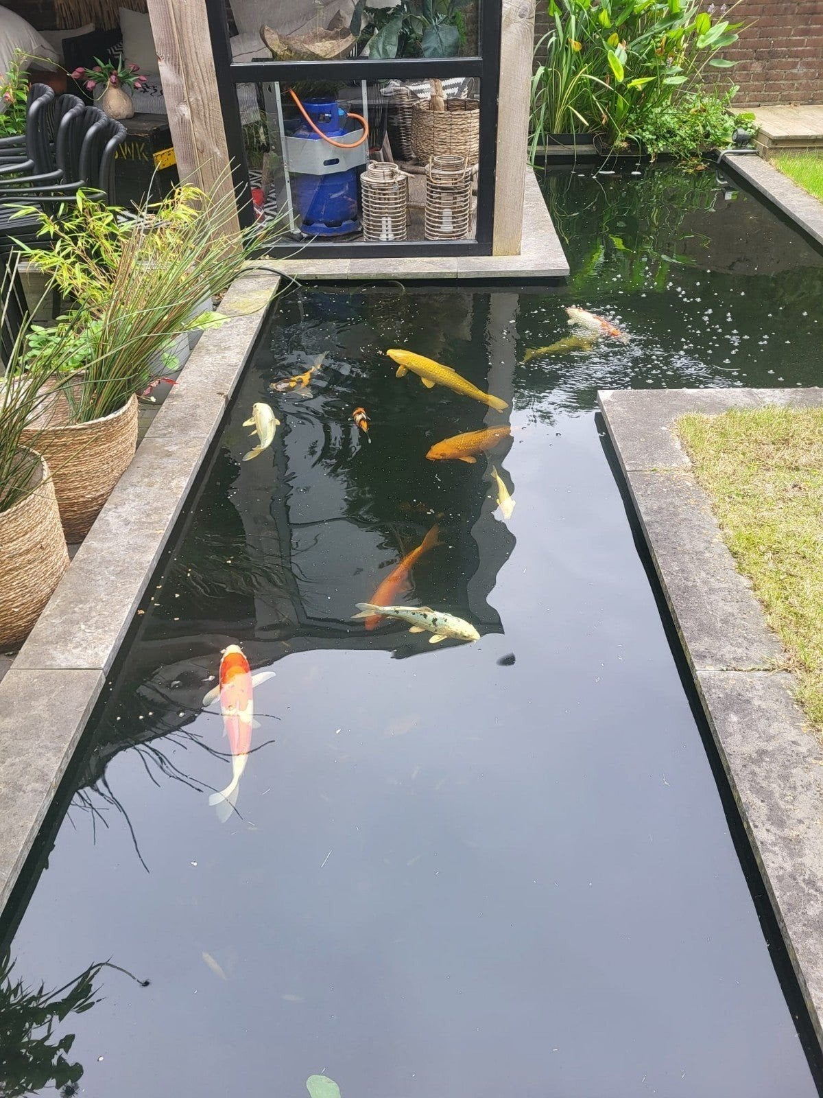 koi karpers te koop 11 stuks grote vissen incl pompen e.d, Dieren en Toebehoren, Karper of Koi