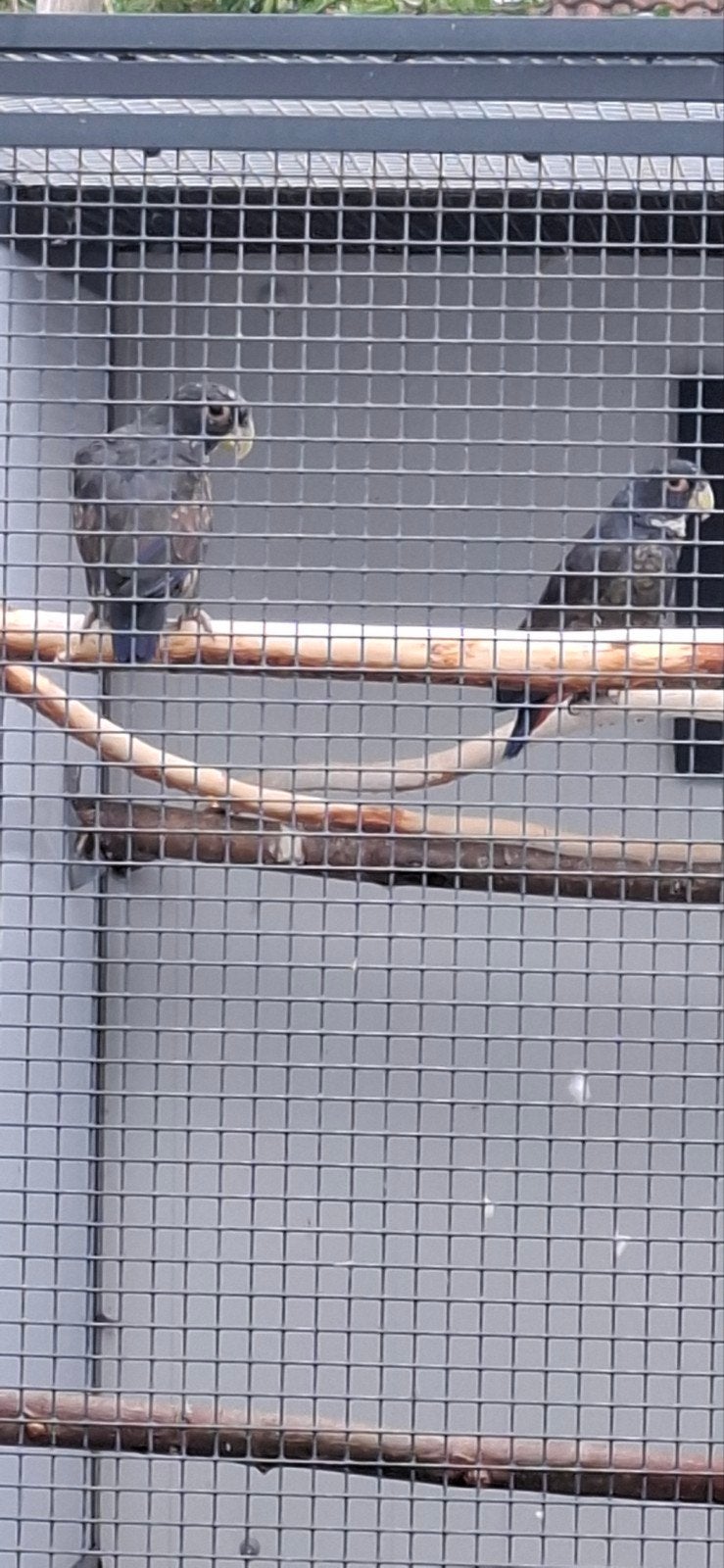 Pionus bronsvleugel papagaai of ruilen tegen menstruus, Meerdere dieren, Papegaai