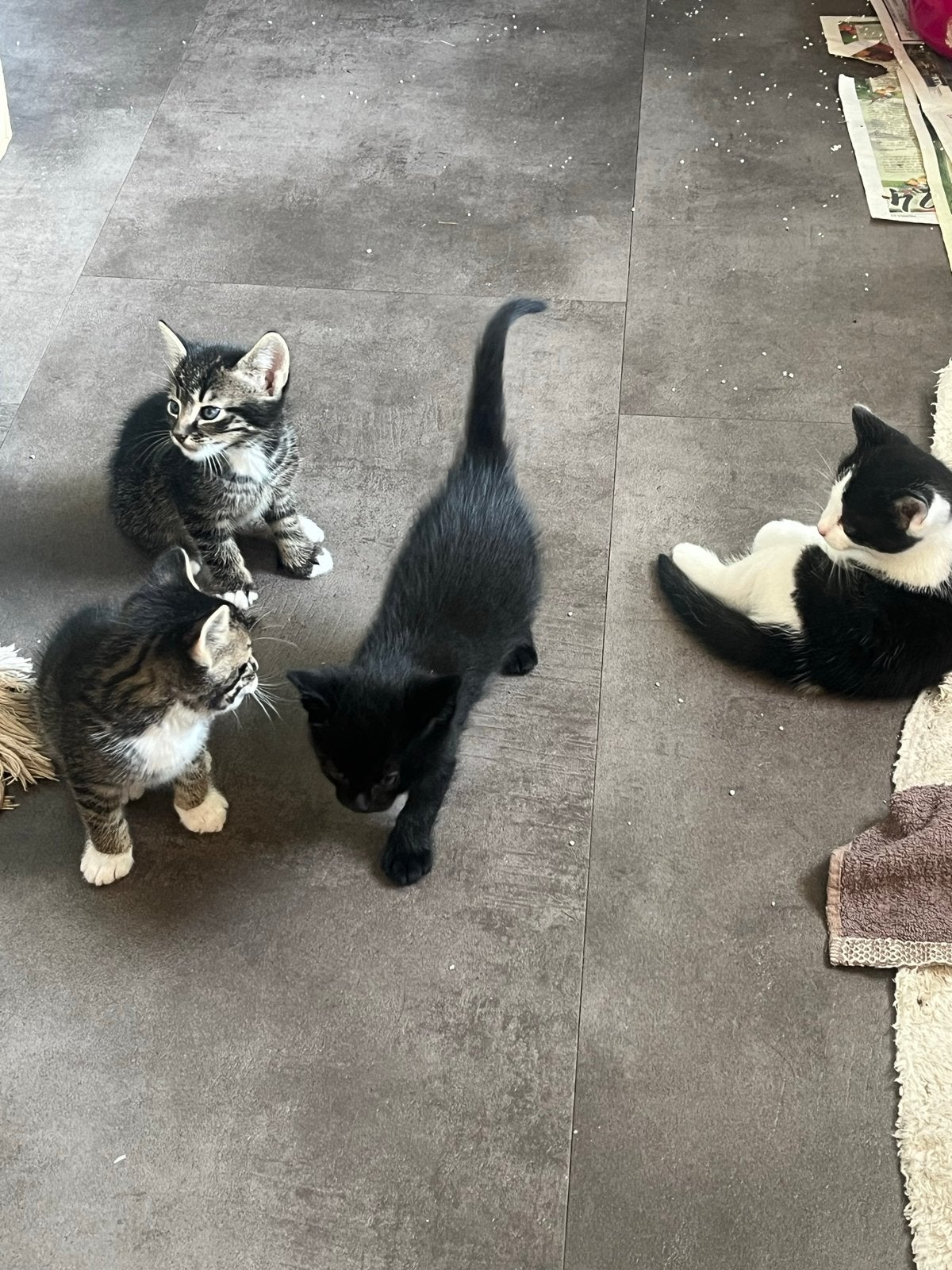 Kittens
