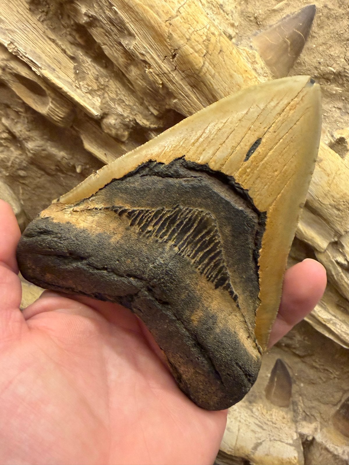 Indrukwekkende Megalodon tand, Verzamelen, Ophalen of Verzenden, Fossiel