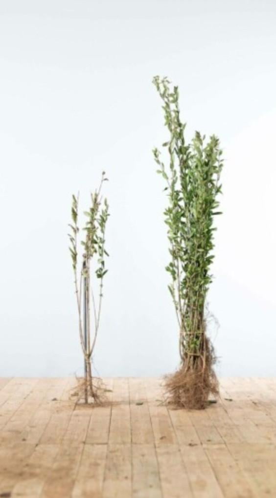 Ligustrum atrovirens, Ophalen, Eenjarig, Overige soorten, Volle zon