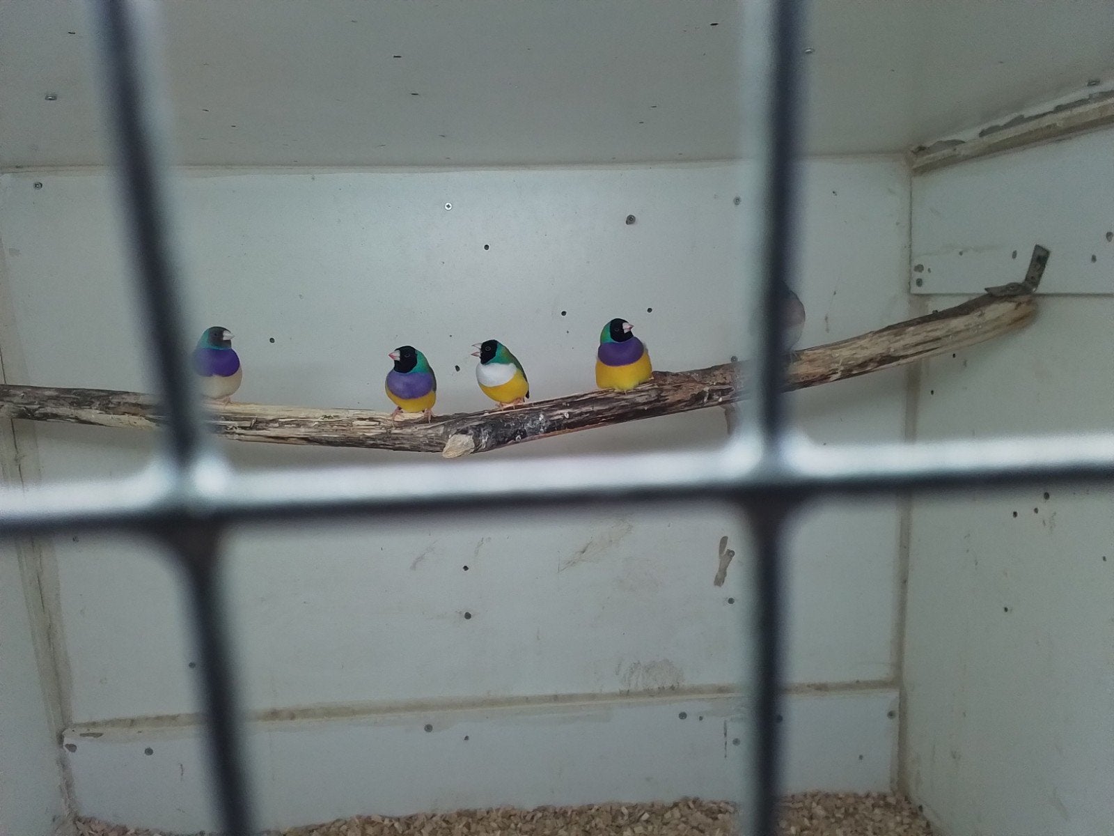 Gezocht twee goudamadine poppen  broedrijp, Dieren en Toebehoren, Vrouwelijk