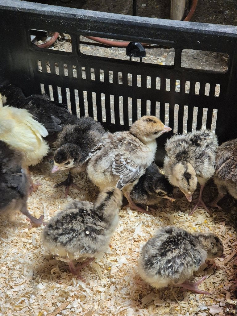 kalkoenen pluimvee, Meerdere dieren, Kalkoen