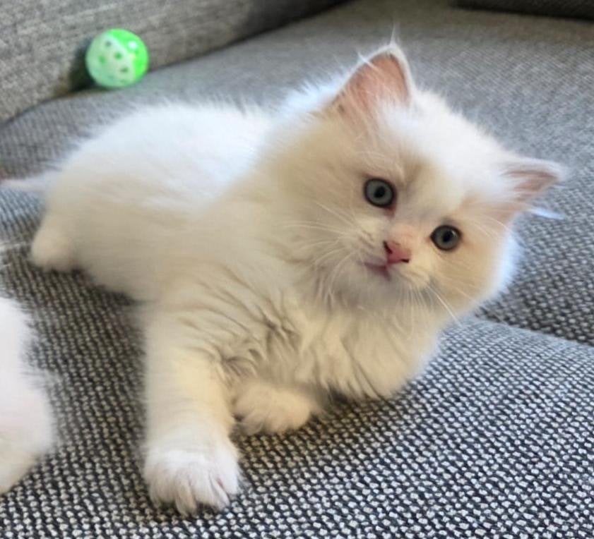 Ragdoll kitten (poesje), Poes, Ontwormd, 0 tot 2 jaar