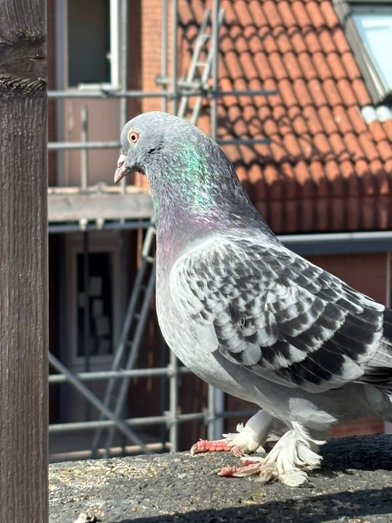 Takla Duiven, Dieren en Toebehoren, Mannelijk, Overige soorten