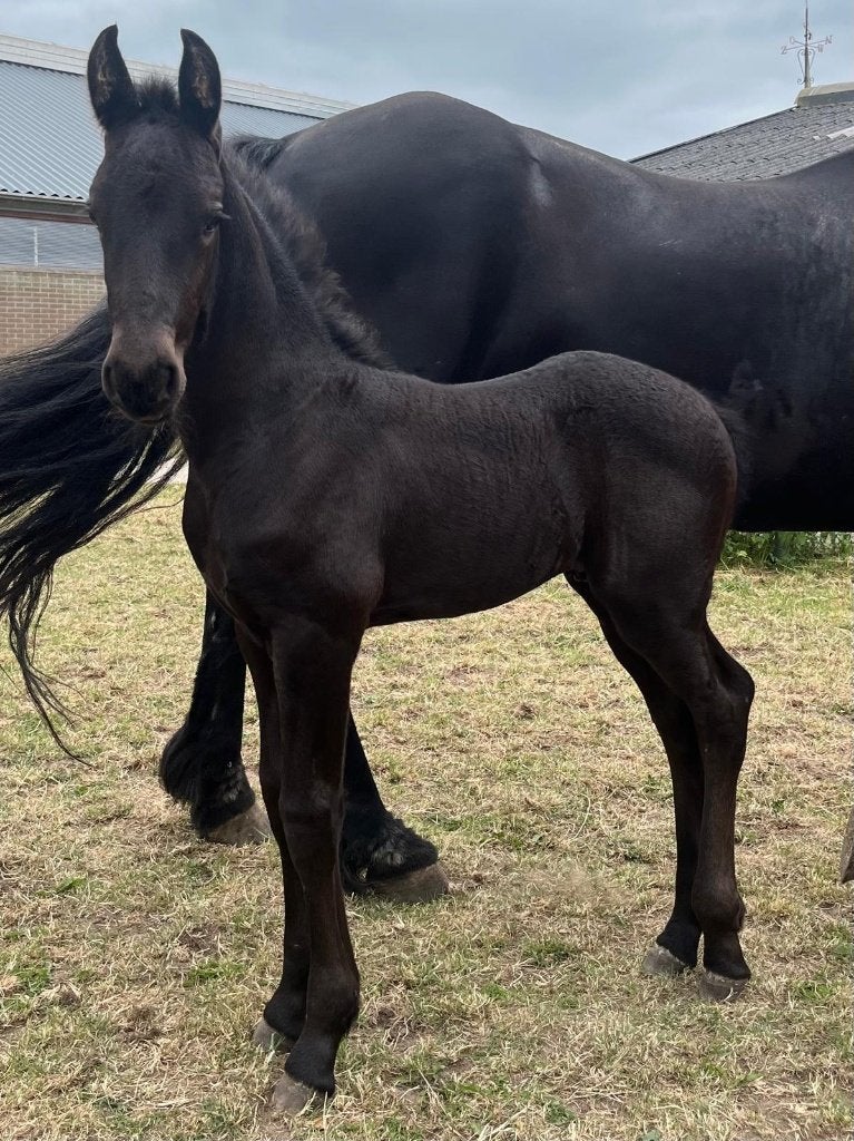 Fries hengsten veulen Vol papier, Dieren en Toebehoren, Minder dan 160 cm, Met stamboom, Niet van toepassing, Dressuurpaard