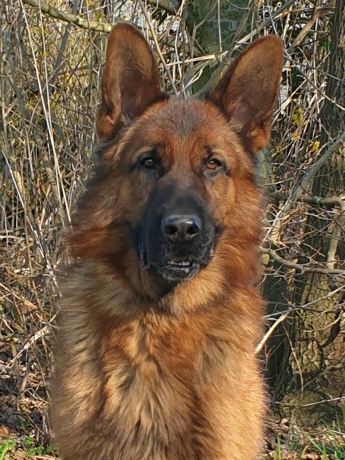 Ter dekking; Duitse herder Stamboom uit keurfok, Dieren en Toebehoren, Parvo, Reu, Meerdere, 3 tot 5 jaar